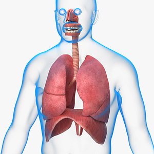 Respiratory System Rigged and Animated