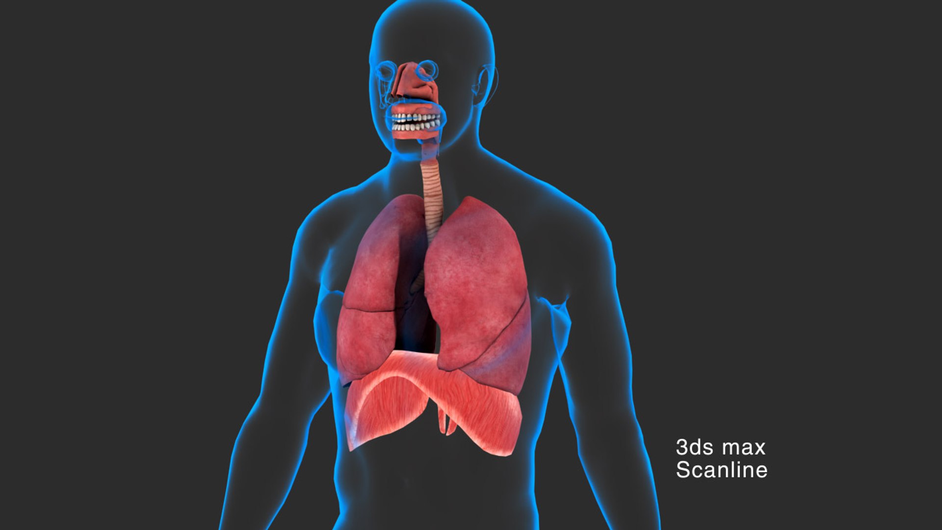 3D model Respiratory System Rigged and Animated https://p.turbosquid.com/ts-thumb/PS/CH4dXW/ia/resiratorysystemscanline_00/jpg/1749614714/1920x1080/fit_q87/d2223b7be5da8443e9bd51278a8d735374a04fd1/resiratorysystemscanline_00.jpg
