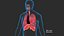 Respiratory System Rigged and Animated