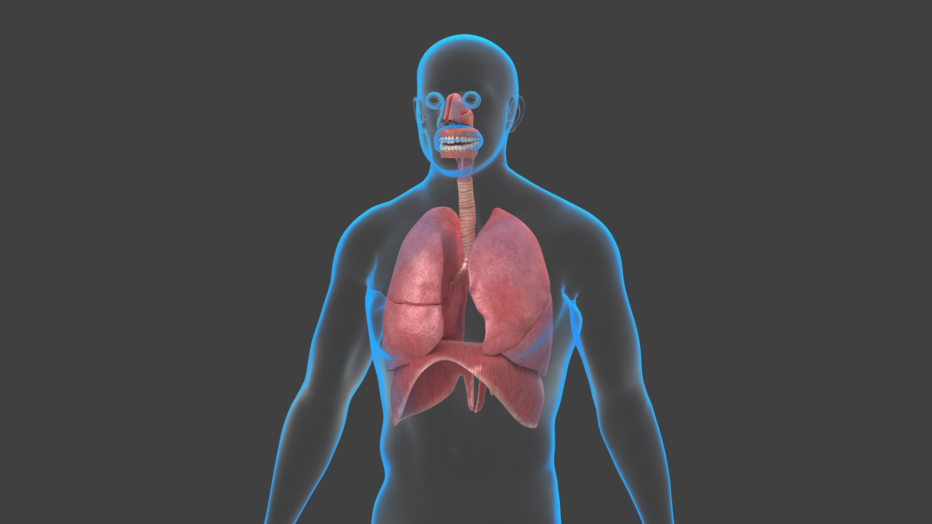 3D model Respiratory System Rigged and Animated https://p.turbosquid.com/ts-thumb/PS/CH4dXW/kZ/resiratorysystem02_00/jpg/1749614715/1920x1080/fit_q87/a91c161e018ef1d0e2a33b5fb83a1a52878b9b30/resiratorysystem02_00.jpg