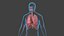 Respiratory System Rigged and Animated