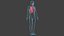 Respiratory System Rigged and Animated