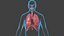 Respiratory System Rigged and Animated