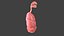 Respiratory System Rigged and Animated