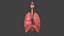 Respiratory System Rigged and Animated
