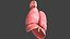 Respiratory System Rigged and Animated