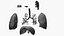 Respiratory System Rigged and Animated