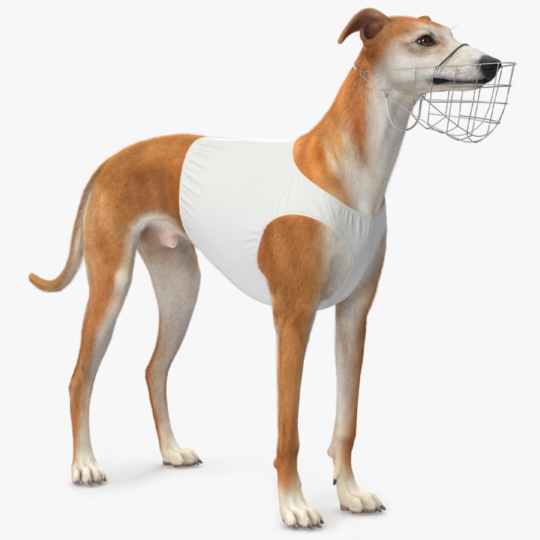 Racing Greyhound Male Fawn with Vest and Muzzle Fur 3D model preview