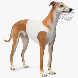 3D Racing Greyhound Male Fawn with Vest and Muzzle Fur