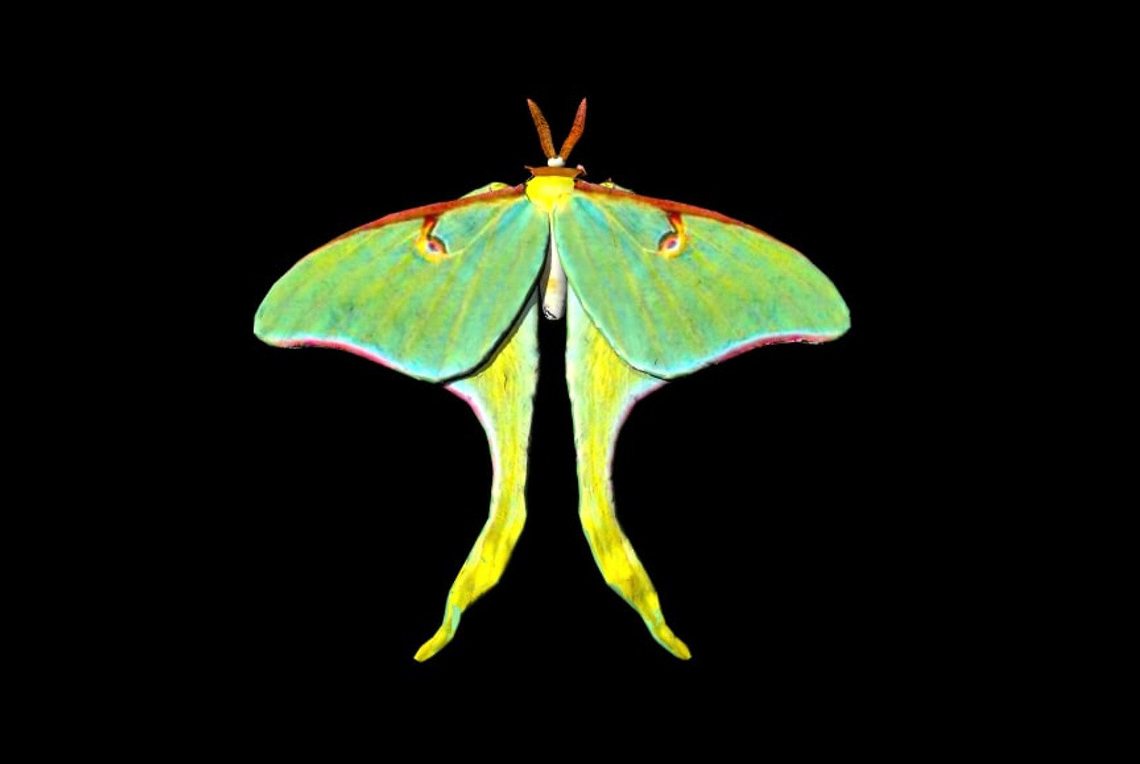 Luna Moth 3d 3ds