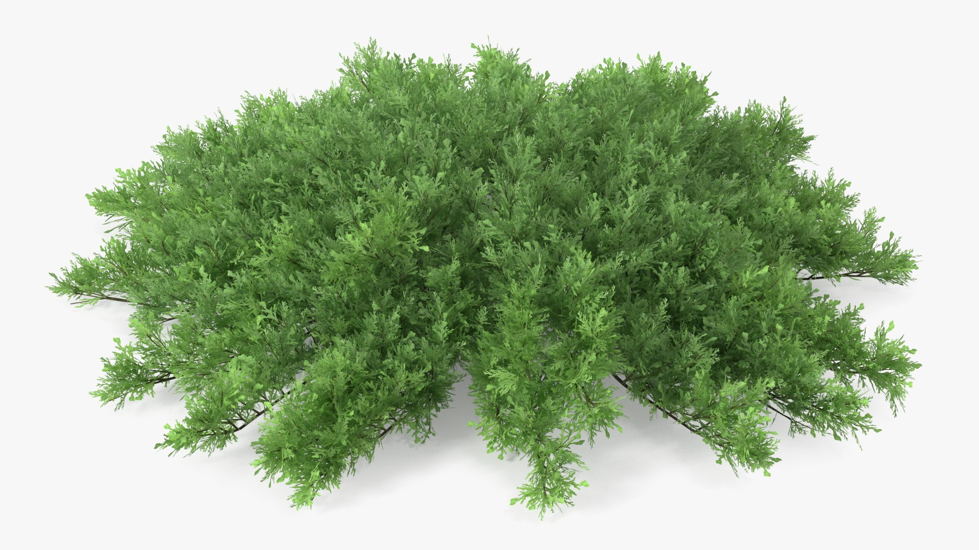 Juniperus Sabina Green 3D model - TurboSquid 1908682