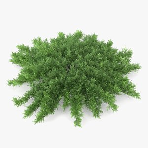 Juniperus Sabina Green 3D model