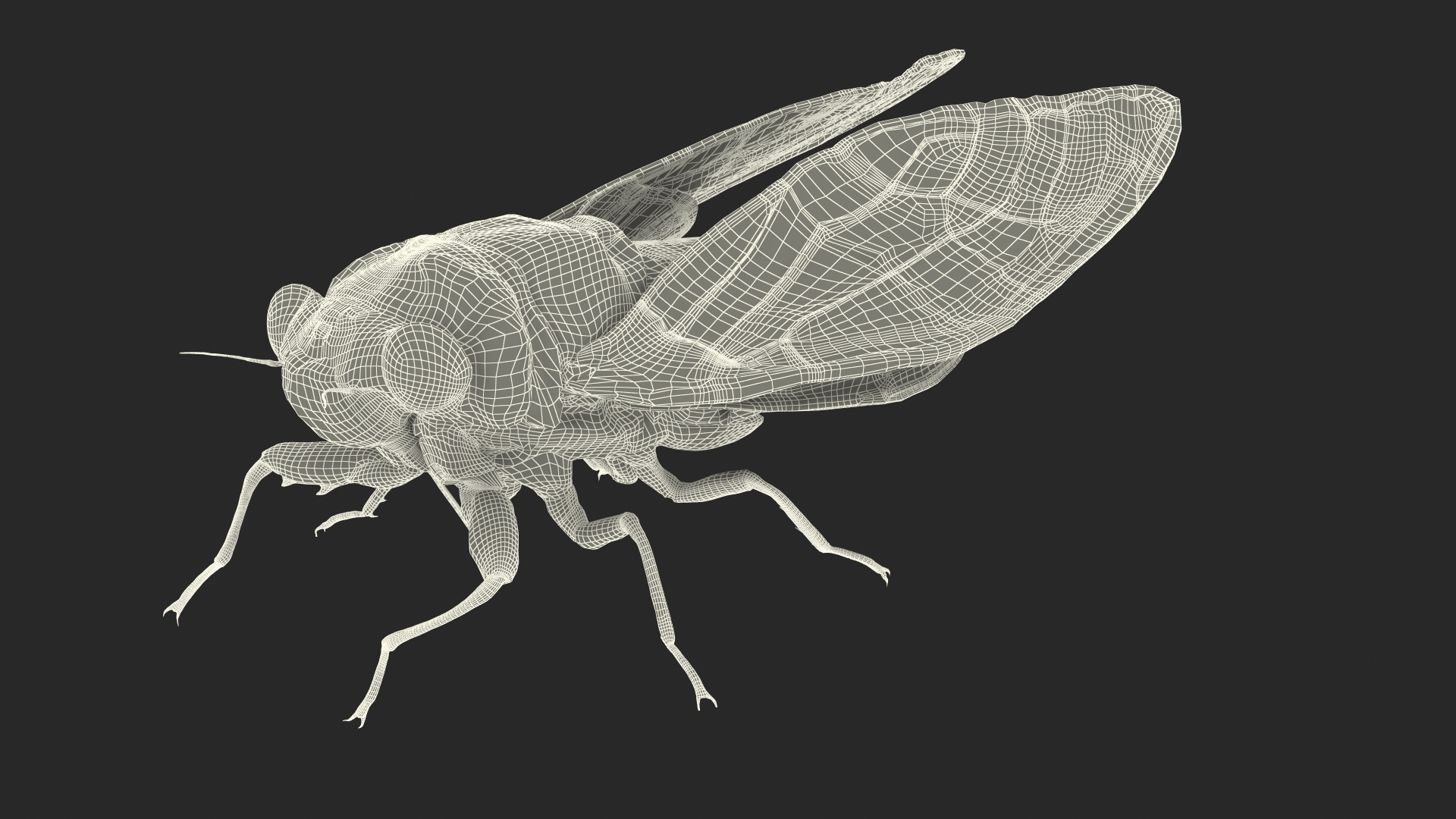 Cicada Pose Calm model - TurboSquid 2051818