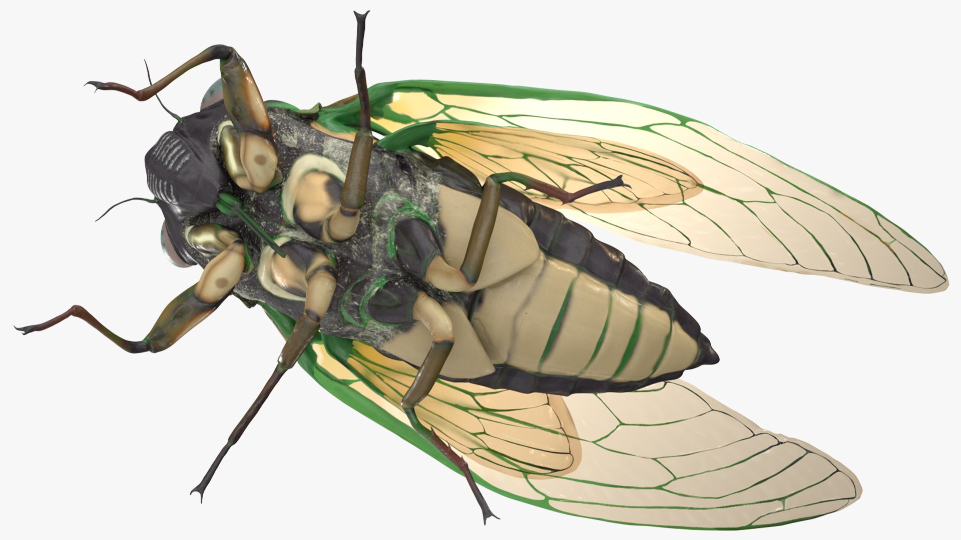 Cicada Pose Calm model - TurboSquid 2051818