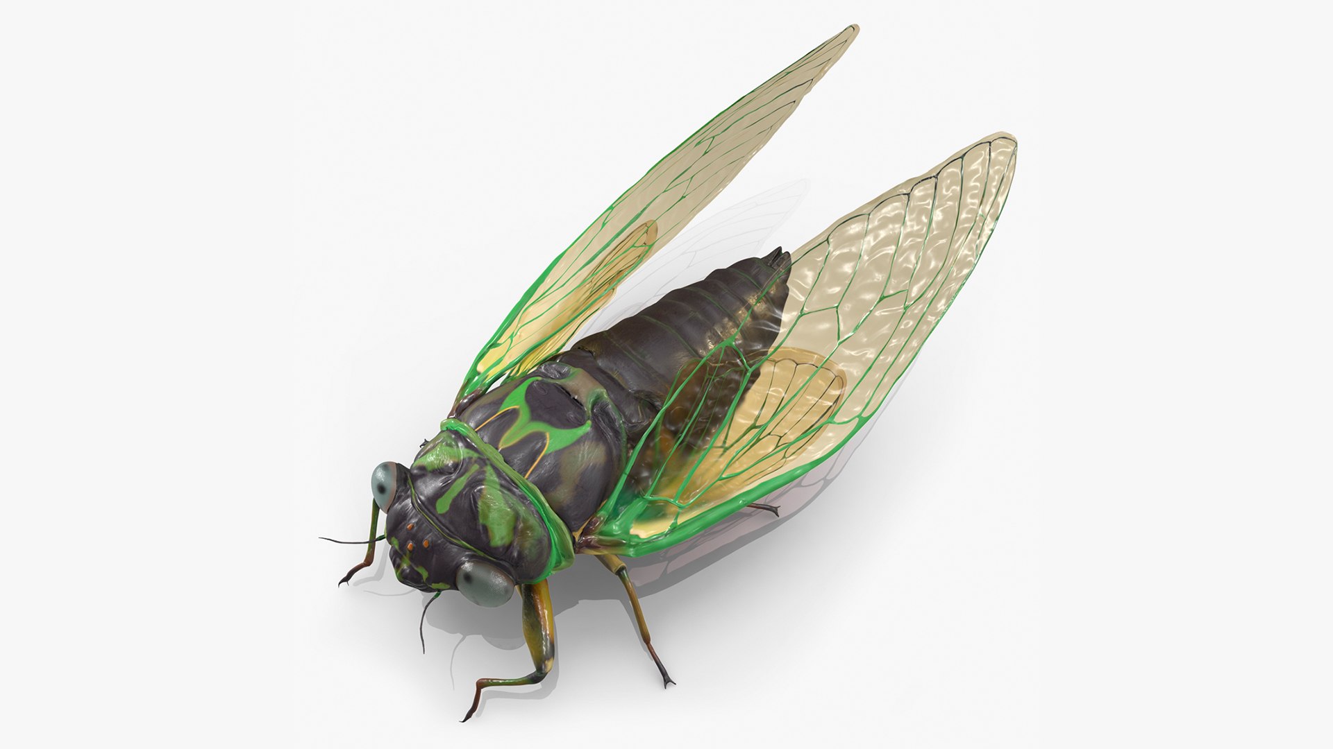 Cicada Pose Calm 3D model preview