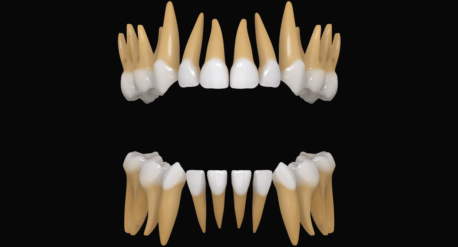 primary teeth dentition max https://p.turbosquid.com/ts-thumb/PS/Nyu3bZ/3XQWt5U7/pt_sighdbgr/jpg/1440193645/1920x1080/fit_q87/ad7cf382fed38a9389623888a5f1c5ea12027d91/pt_sighdbgr.jpg