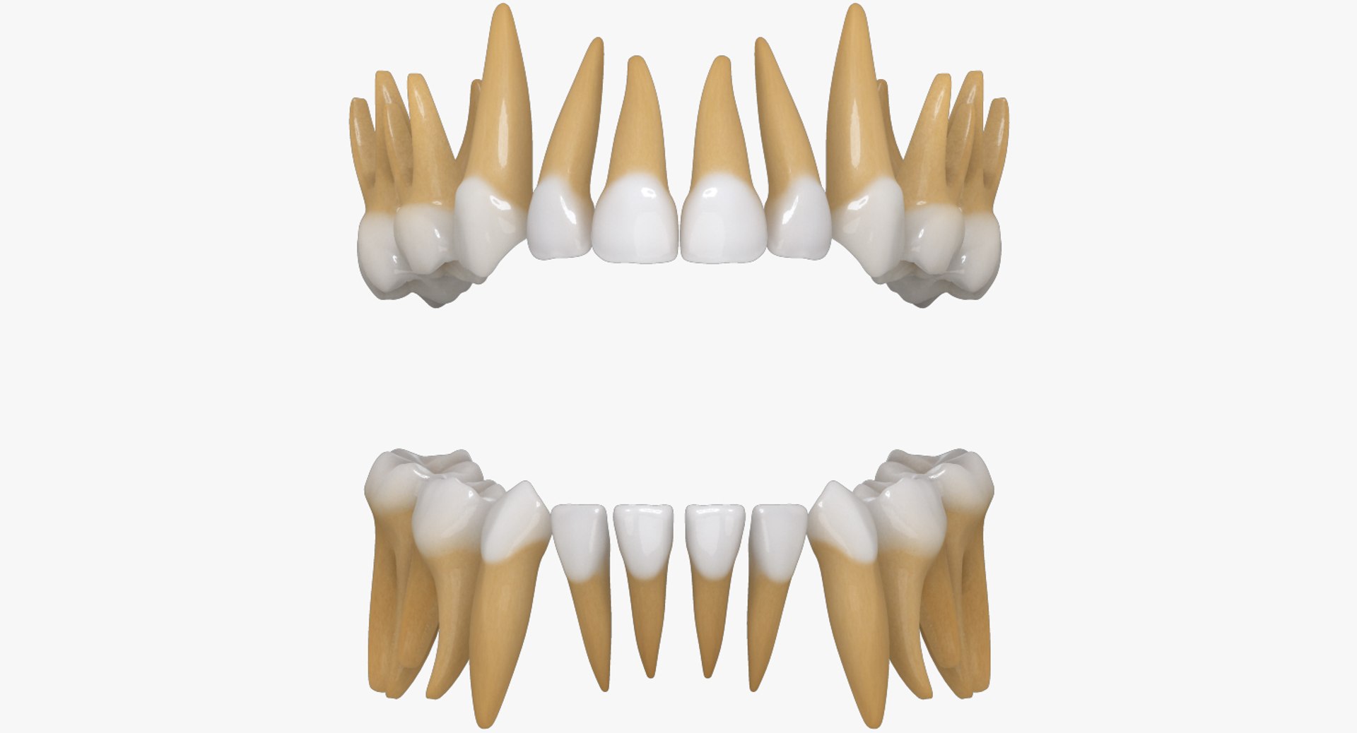 primary teeth dentition max https://p.turbosquid.com/ts-thumb/PS/Nyu3bZ/WbcEq31T/pt_sighd/jpg/1440193645/1920x1080/fit_q87/374adfdc56fd4bd58a0fe97434e6aa8749d48c1a/pt_sighd.jpg