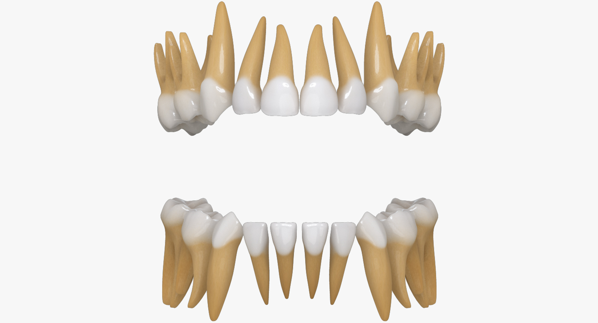 Корень зуба клык. Зубы человека. Форма зубов верхней челюсти. Анатомическая форма зубов.