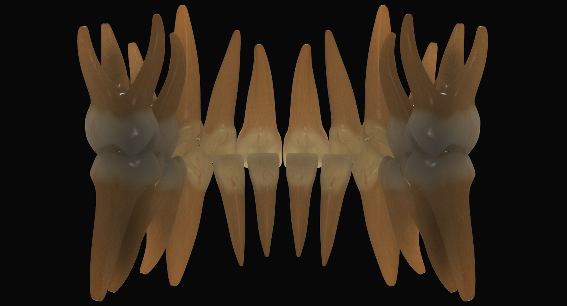 primary teeth dentition max https://p.turbosquid.com/ts-thumb/PS/Nyu3bZ/YemKhz9M/pt_04/jpg/1440193645/1920x1080/fit_q87/11b75a829d5ba8cf8f0c3eaf3b04284ee4b5b129/pt_04.jpg