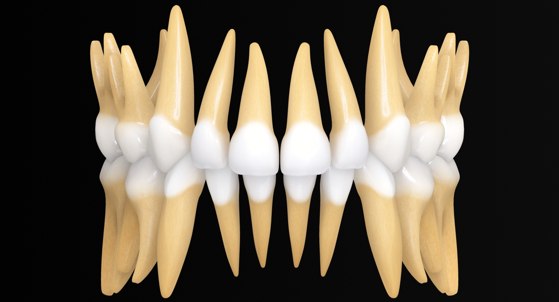 primary teeth dentition max https://p.turbosquid.com/ts-thumb/PS/Nyu3bZ/b8du1PuO/ptlwf/jpg/1440193820/1920x1080/turn_fit_q99/7093454460fe1f9c2a07ad3328f3bbea05d6f6c2/ptlwf-1.jpg