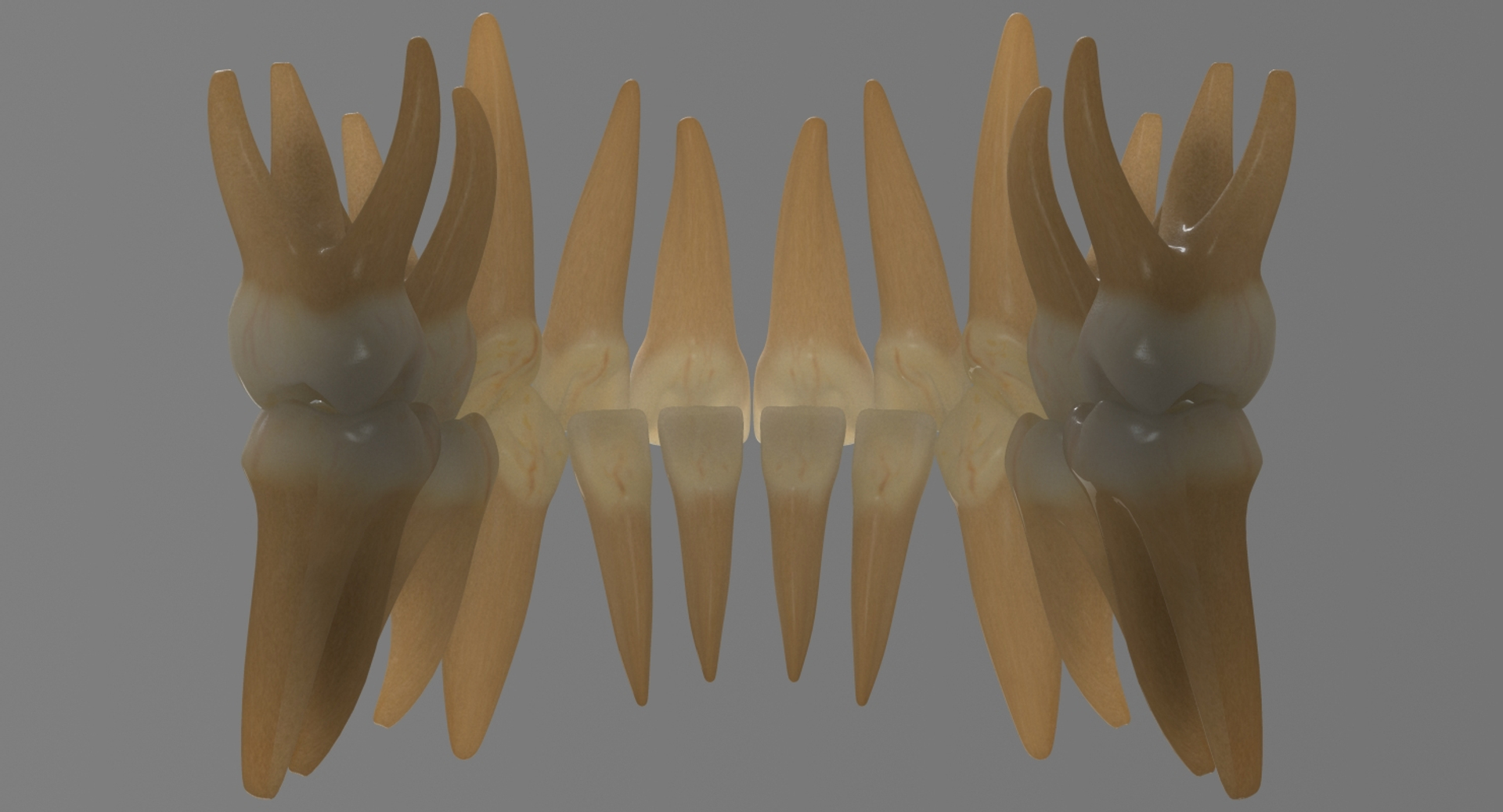 primary teeth dentition max https://p.turbosquid.com/ts-thumb/PS/Nyu3bZ/gRJXwA1Q/ptlwb/jpg/1440193781/1920x1080/turn_fit_q99/f3beff87a8671f7f2bc1487fab328d0c4ed162f1/ptlwb-1.jpg