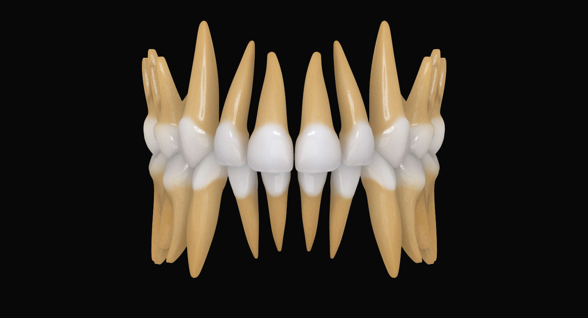 primary teeth dentition max https://p.turbosquid.com/ts-thumb/PS/Nyu3bZ/h6wpyUFm/pt/jpg/1440193942/1920x1080/turn_fit_q99/d2fbb186fd0f29f18ea499831013d1827bb7f65b/pt-1.jpg