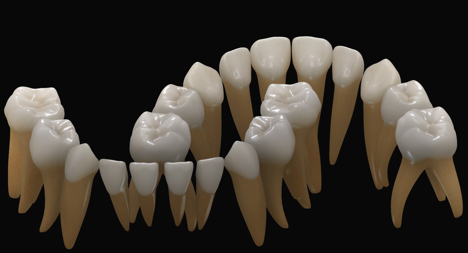 primary teeth dentition max https://p.turbosquid.com/ts-thumb/PS/Nyu3bZ/iF7jZN3v/pt_02/jpg/1440193645/1920x1080/fit_q87/15c454b81d52258ca8a9adf71e73a0c5d3b4f0a8/pt_02.jpg