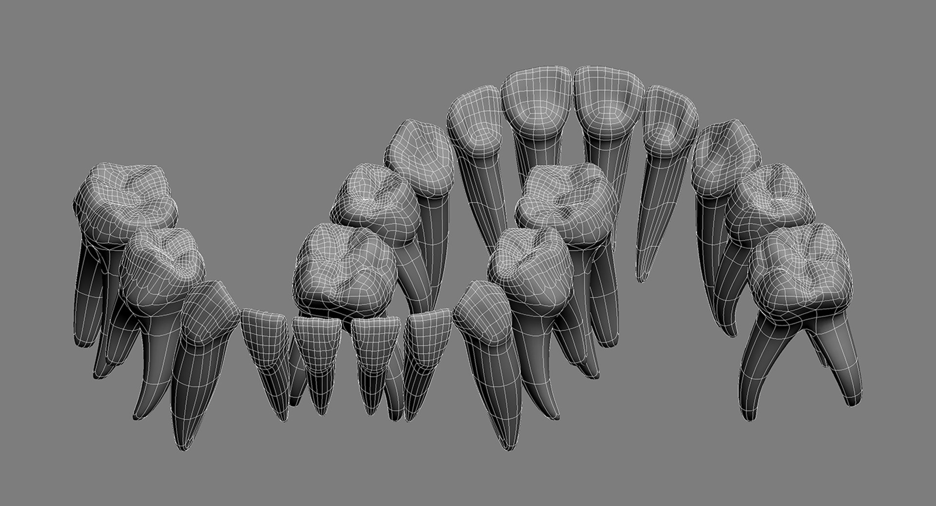 primary teeth dentition max https://p.turbosquid.com/ts-thumb/PS/Nyu3bZ/m16EnTm9/pt_wire_07/jpg/1440193645/1920x1080/fit_q87/9655fc5ec81a451afc8f3a2c3469272e10a715e1/pt_wire_07.jpg