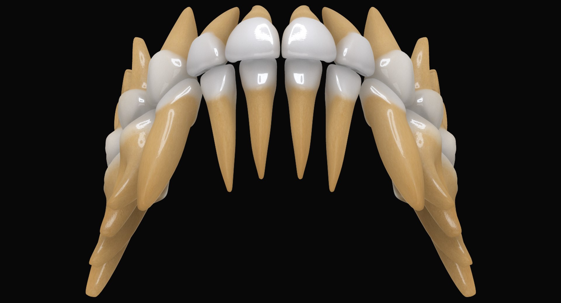primary teeth dentition max https://p.turbosquid.com/ts-thumb/PS/Nyu3bZ/pNVhGaWV/pt_05/jpg/1440193645/1920x1080/fit_q87/4521453c602ecbc26c10975d3d7b8617587b40fb/pt_05.jpg