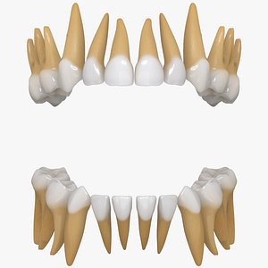primary teeth dentition max