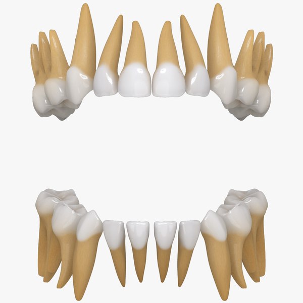 modelo 3d Dientes primarios - TurboSquid 953912