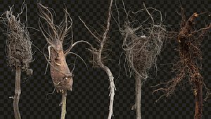 PNG Photo Pack- Roots pack 2 3D