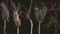 PNG Photo Pack- Roots pack 2