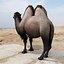 Bactrian Camel doble humped por 3DRivers
