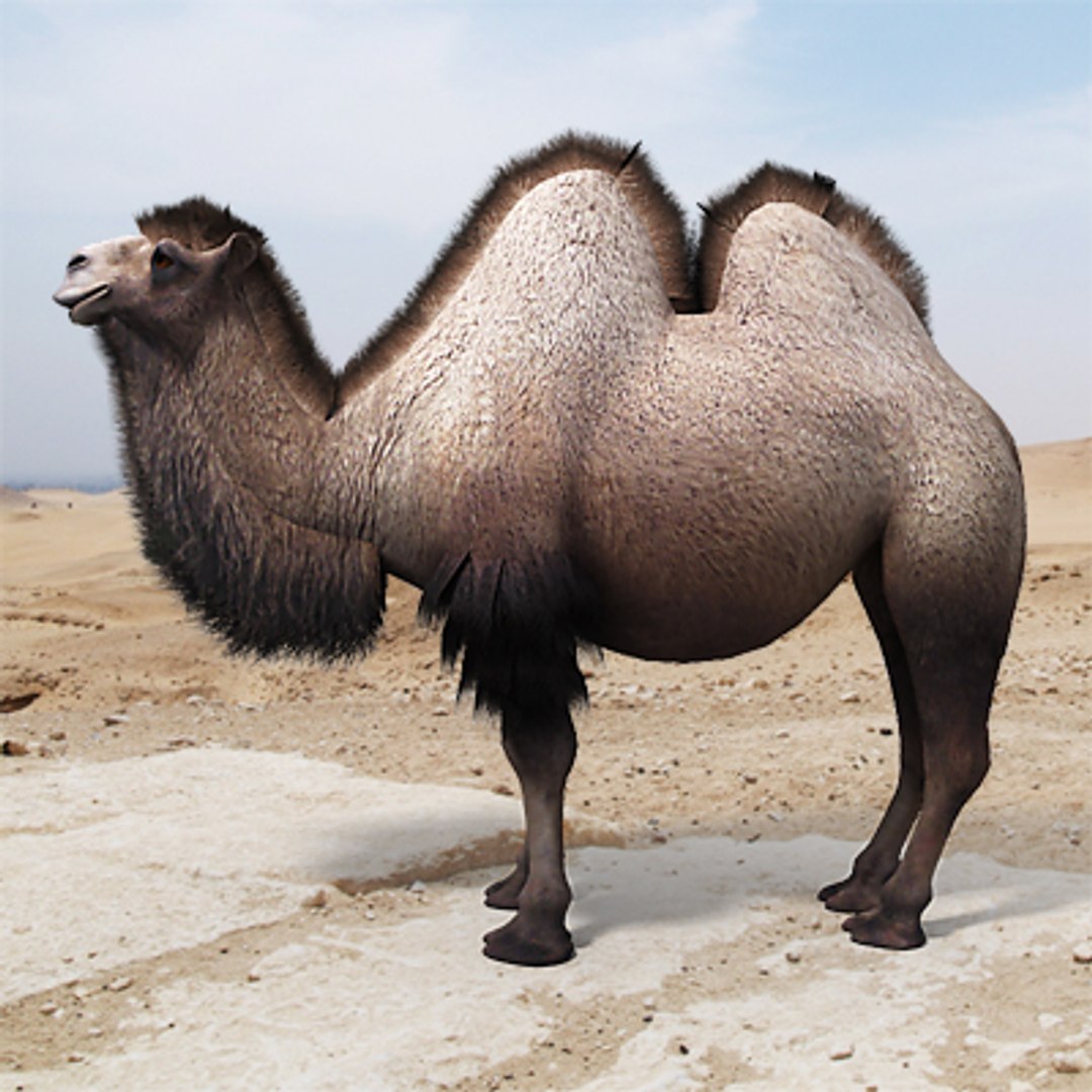 3d model bactrian camel humps https://p.turbosquid.com/ts-thumb/PS/Zz5Xdz/GsiZM7TS/bactrian_camel_double_humped_c_01/jpg/1265707289/1920x1080/fit_q87/1ff43e167b9b0644fab7237840d54cd6df2408f3/bactrian_camel_double_humped_c_01.jpg