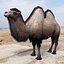 Bactrian Camel doble humped por 3DRivers