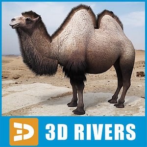 3d model bactrian camel humps