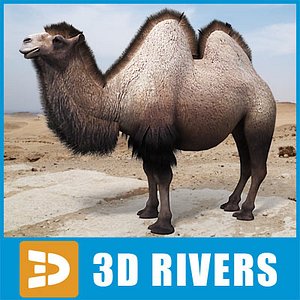 Bactrian Camel double humped by 3DRivers