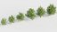 Celtis occidentalis - Common hackberry 3D model