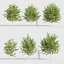 Celtis occidentalis - Common hackberry 3D model