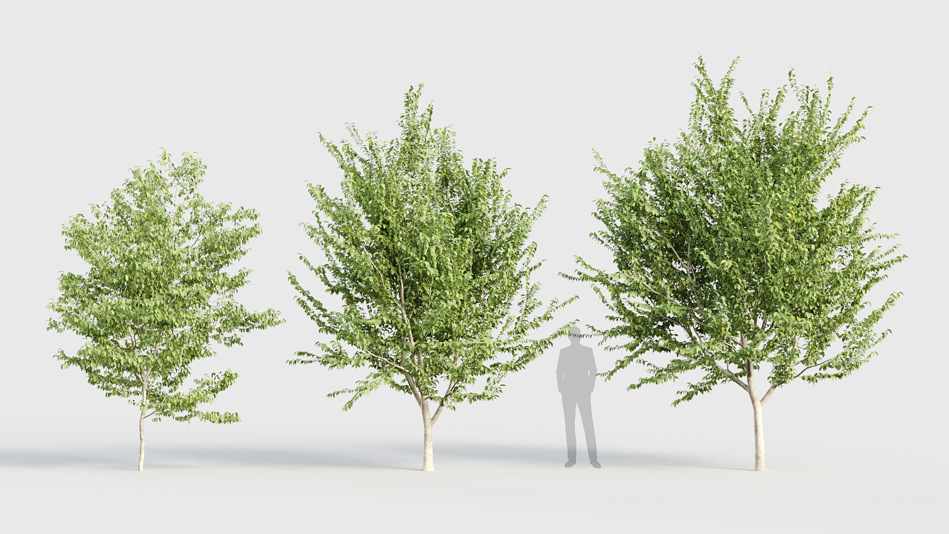 3D model Celtis occidentalis - Common hackberry 3D model https://p.turbosquid.com/ts-thumb/PS/akfMIN/51/bc_pm_p019_celtis_occidentalis_02/jpg/1784819075/1920x1080/fit_q87/e23e7bef2c916a2c4b80b09a630df66bd5816c16/bc_pm_p019_celtis_occidentalis_02.jpg