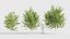 Celtis occidentalis - Common hackberry 3D model