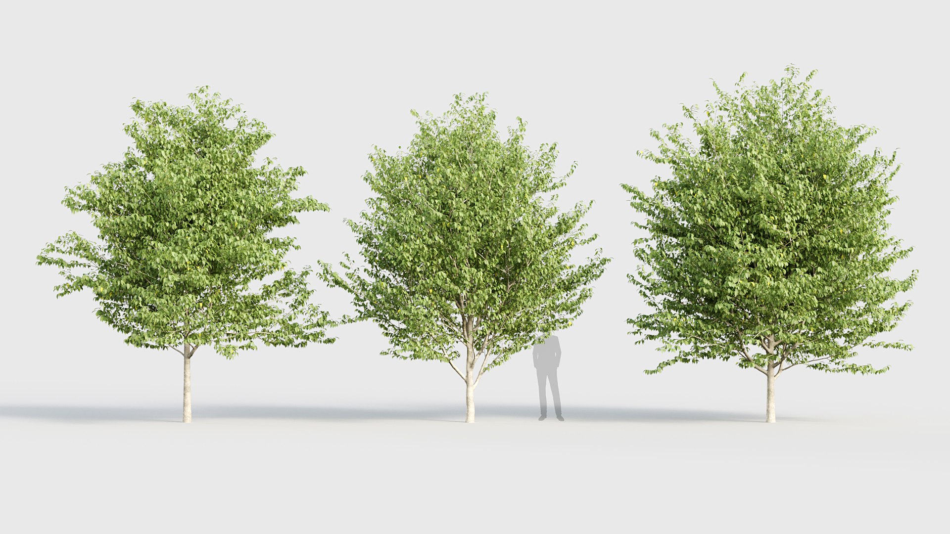 3D model Celtis occidentalis - Common hackberry 3D model https://p.turbosquid.com/ts-thumb/PS/akfMIN/MW/bc_pm_p019_celtis_occidentalis_03/jpg/1784819082/1920x1080/fit_q87/2c8aebe33c2df4342dc03fc71d66acae6cf4481c/bc_pm_p019_celtis_occidentalis_03.jpg