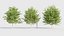 Celtis occidentalis - Common hackberry 3D model