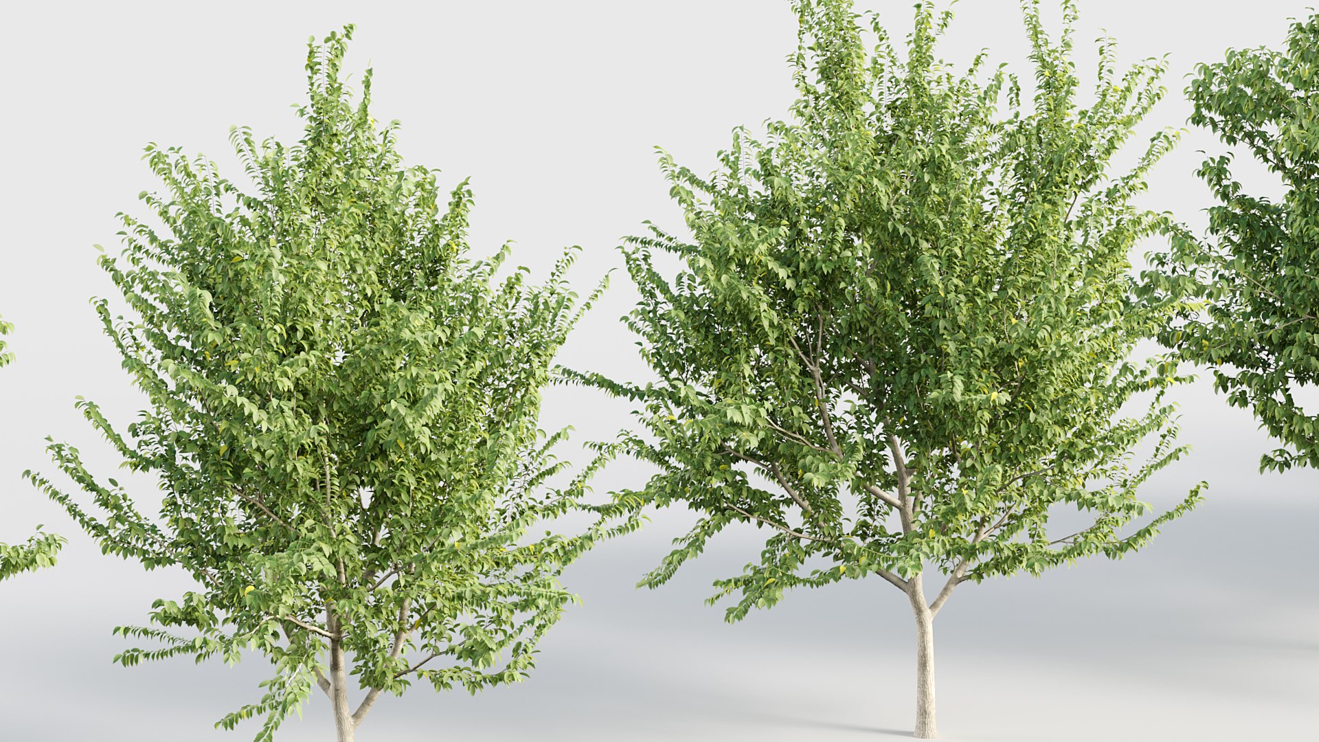 3D model Celtis occidentalis - Common hackberry 3D model https://p.turbosquid.com/ts-thumb/PS/akfMIN/RR/bc_pm_p019_celtis_occidentalis_05/jpg/1784819093/1920x1080/fit_q87/5bd18b82d7d6dd2529a7bfa277aaad207b3aa958/bc_pm_p019_celtis_occidentalis_05.jpg