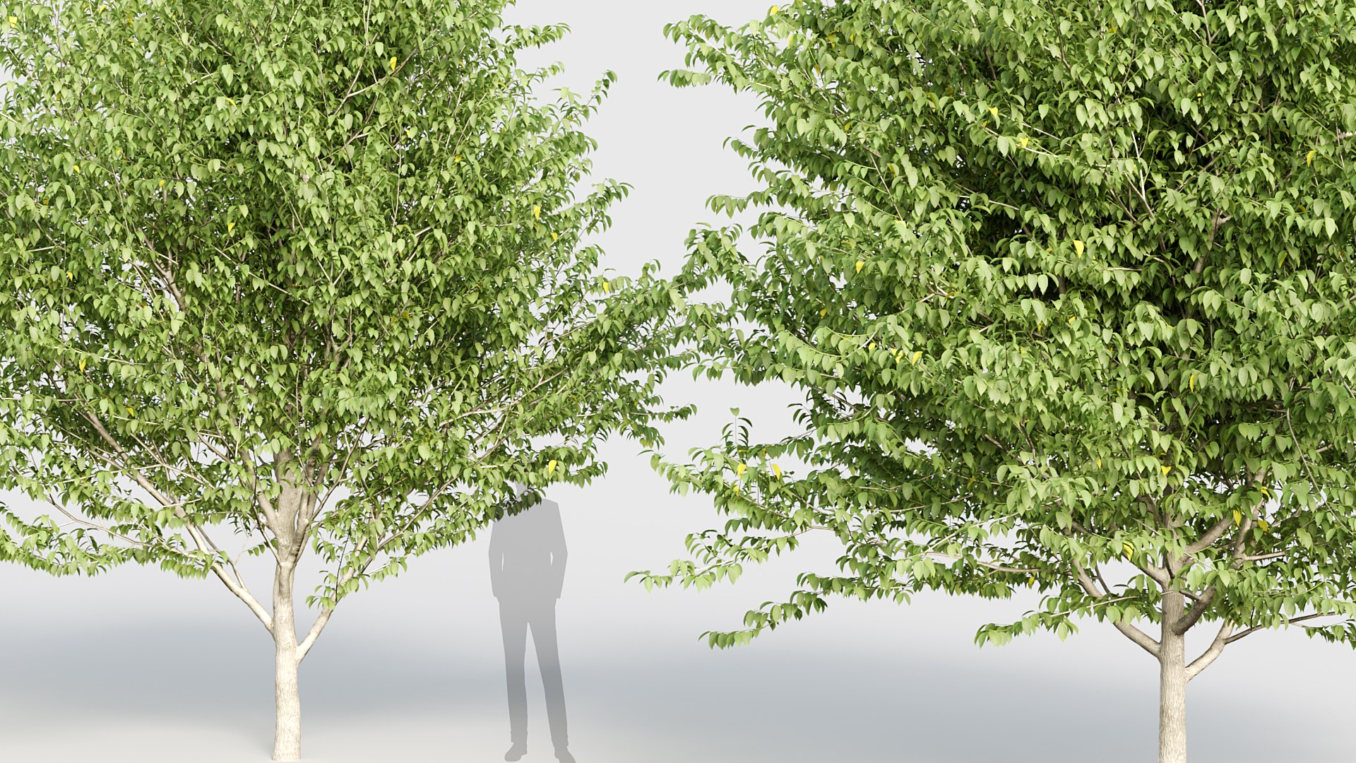 3D model Celtis occidentalis - Common hackberry 3D model https://p.turbosquid.com/ts-thumb/PS/akfMIN/cK/bc_pm_p019_celtis_occidentalis_04/jpg/1784819089/1920x1080/fit_q87/d6427f1d67086adde9dda03ff14cbd70b32dc943/bc_pm_p019_celtis_occidentalis_04.jpg