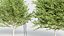 Celtis occidentalis - Common hackberry 3D model