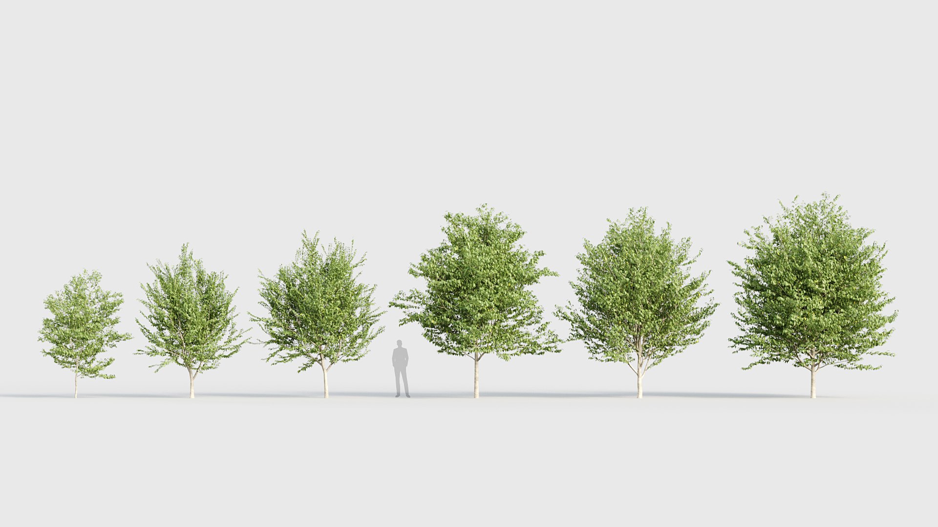 3D model Celtis occidentalis - Common hackberry 3D model https://p.turbosquid.com/ts-thumb/PS/akfMIN/rV/bc_pm_p019_celtis_occidentalis_01/jpg/1784819070/1920x1080/fit_q87/2fdcb954458f620eff7b96c2f4c2971c2402b5d6/bc_pm_p019_celtis_occidentalis_01.jpg