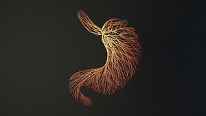 Human stomach unrolling growing animation