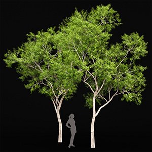 3D Ghost Gum Tree Vray max model